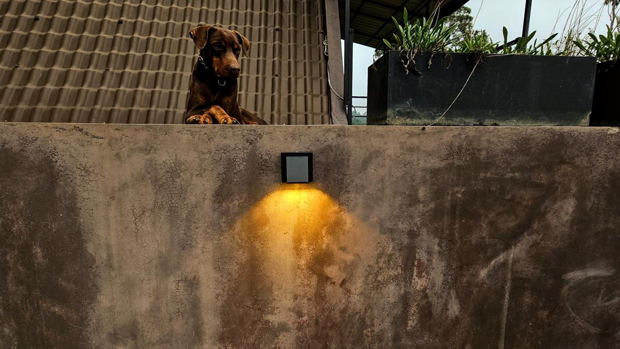 The Backyard بالانجودا المظهر الخارجي الصورة